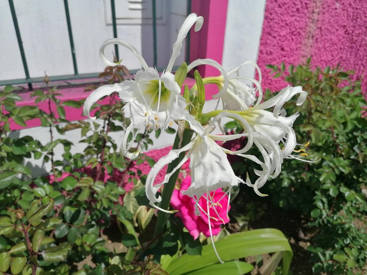 Westerland House Ribeira Brava Kültér fotó